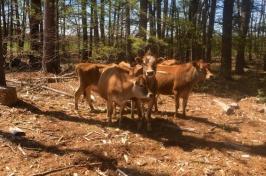 A small group of brown cows st和 in a clearing in the woods.